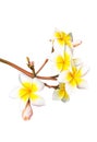 Tropical flower frangipani isolated on white background Royalty Free Stock Photo