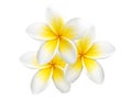 Tropical flower frangipani isolated Royalty Free Stock Photo