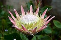 Tropical Flower (Fynbos) Royalty Free Stock Photo