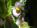 Begonia grandis