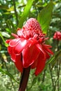 Tropical flower in the garden of Balata, Martinique. Royalty Free Stock Photo