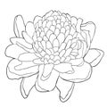 Tropical flower of ginger coloring torch. vector illustration