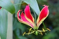 Violet and Yellow Tropical Flower Gloriosa Superba, Botanic Garden Royalty Free Stock Photo