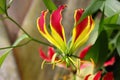 Violet and Yellow Tropical Flower Gloriosa Superba, Botanic Garden Royalty Free Stock Photo