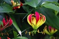 Violet and Yellow Tropical Flower Gloriosa Superba, Botanic Garden Royalty Free Stock Photo