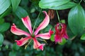 Violet Tropical Flower Gloriosa Superba, Botanic Garden Royalty Free Stock Photo