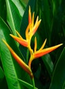 Tropical Flower Heliconia Royalty Free Stock Photo