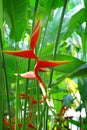 Tropical flower Heliconia Royalty Free Stock Photo