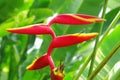 Tropical flower Heliconia Royalty Free Stock Photo