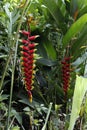 Heliconia