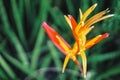 Tropical Flower Heliconia. tropical leaves colorful flower on dark tropical foliage nature background dark green foliage nature