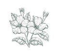 Tropical flower Hibiscus, vector sketch illustration. Sketch Hibiscus flower