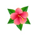 Tropical Flower Icon isolated on White Backround