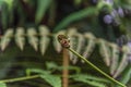 Tropical flower in the Indonesian jungle.