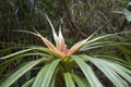 Tropical flower: Orange 'Ie 'Ie flowering vine