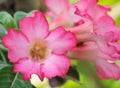 Tropical flower Pink Adenium. Desert rose. Royalty Free Stock Photo