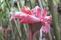Tropical Flower: Pink Torch Ginger in Hawaii