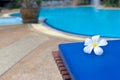 Tropical flower Plumeria alba lying on a sunbed near swimming pool Royalty Free Stock Photo