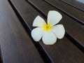 Tropical flower plumeria alba Royalty Free Stock Photo