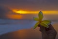 Tropical flower Plumeria alba White Frangipani in hand on a beach against orange sunset Royalty Free Stock Photo