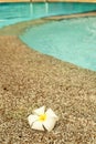 Tropical flower Plumeria alba near swimming pool Royalty Free Stock Photo