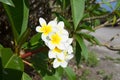 Tropical flower Plumeria alba White Frangipani on the precipice of a cliff. Ocean and sky background. Bali, Indonesia. reeping red Royalty Free Stock Photo