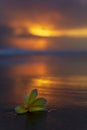 Tropical flower Plumeria alba White Frangipani on the sandy beach at sunset Royalty Free Stock Photo