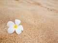 Tropical flower Plumeria alba or white frangipani on a sandy beach Royalty Free Stock Photo