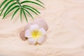 Tropical Flower Plumeria Alba White Frangipani and Shell on the Fake Sandy Beach Copy Space Royalty Free Stock Photo