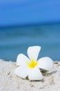 Tropical flower Plumeria on the beach Royalty Free Stock Photo