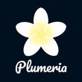 Tropical flower Plumeria frangipani. Vector illustration Royalty Free Stock Photo