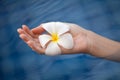 Tropical flower plumeria in woman hand