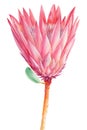 tropical flower, protea on isolated white, watercolor drawing, botanical painting, pink exotic flora