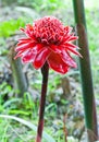 Tropical flower red torch ginger (Etlingera elatior or zingiberaceae), on white background