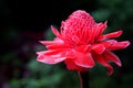 Tropical flower red torch ginger or etlingera elatior or zingiberaceae Royalty Free Stock Photo