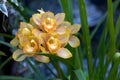 Tropical Flower at renowned Fredrick Meijer Garden Royalty Free Stock Photo