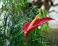 Tropical Flower at renowned Fredrick Meijer Garden Royalty Free Stock Photo