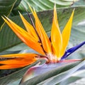 Tropical flower strelitzia, bird of paradise, Madeira island, Funchal, Portugal Royalty Free Stock Photo