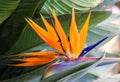 Tropical flower strelitzia, bird of paradise Royalty Free Stock Photo