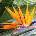 Tropical flower strelitzia, bird of paradise Royalty Free Stock Photo