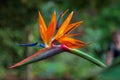Tropical flower strelitzia or bird of paradise Royalty Free Stock Photo