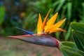 Tropical flower strelitzia or bird of paradise Royalty Free Stock Photo