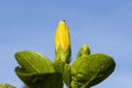 Tropical flower in sunny garden photo. Yellow hibiscus bud on green bush. Royalty Free Stock Photo