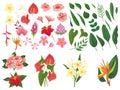 Tropical flower. Tropic forest flowers, exotic tropics plants leaves and flowering branch vector illustration set Royalty Free Stock Photo