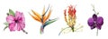 Tropical flower watercolor illustration set. Hand drawn bright hibiscus, orchid, strelizia, gloriosa blossom collection.