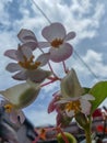 Begonia grandis