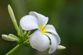 Tropical Flower white Plumeria on the green blurred backgrpund. Soft focus