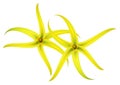 Tropical flower - ylang-ylang (Cananga).