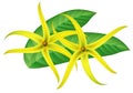 Tropical flower - ylang-ylang (Cananga). Royalty Free Stock Photo