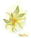 Tropical flower - ylang-ylang (Cananga). Royalty Free Stock Photo